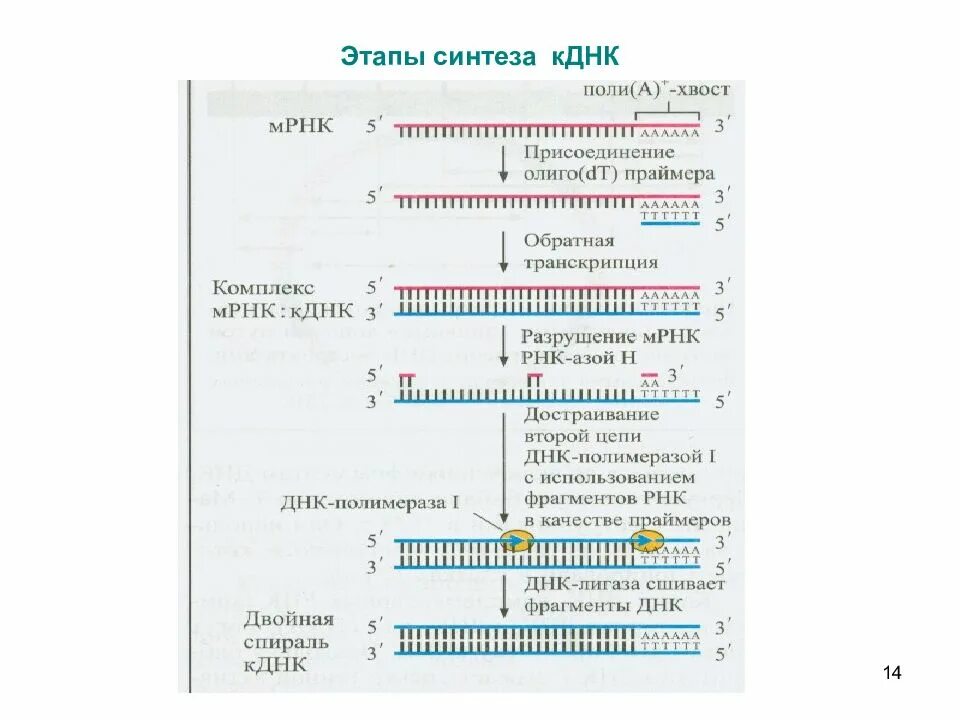 Транскрипция двухцепочечную днк. Синтез кднк на матрице рнк. синтез кднк. метод синтеза кднк. получение кднк.