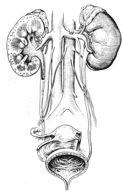 Анатомия мочевого мочевого пузыря. Мочевыделительная система почки мочеточники. Мочеполовая система человека анатомия. Мочеточники и мочевой пузырь анатомия. Урология мочевой