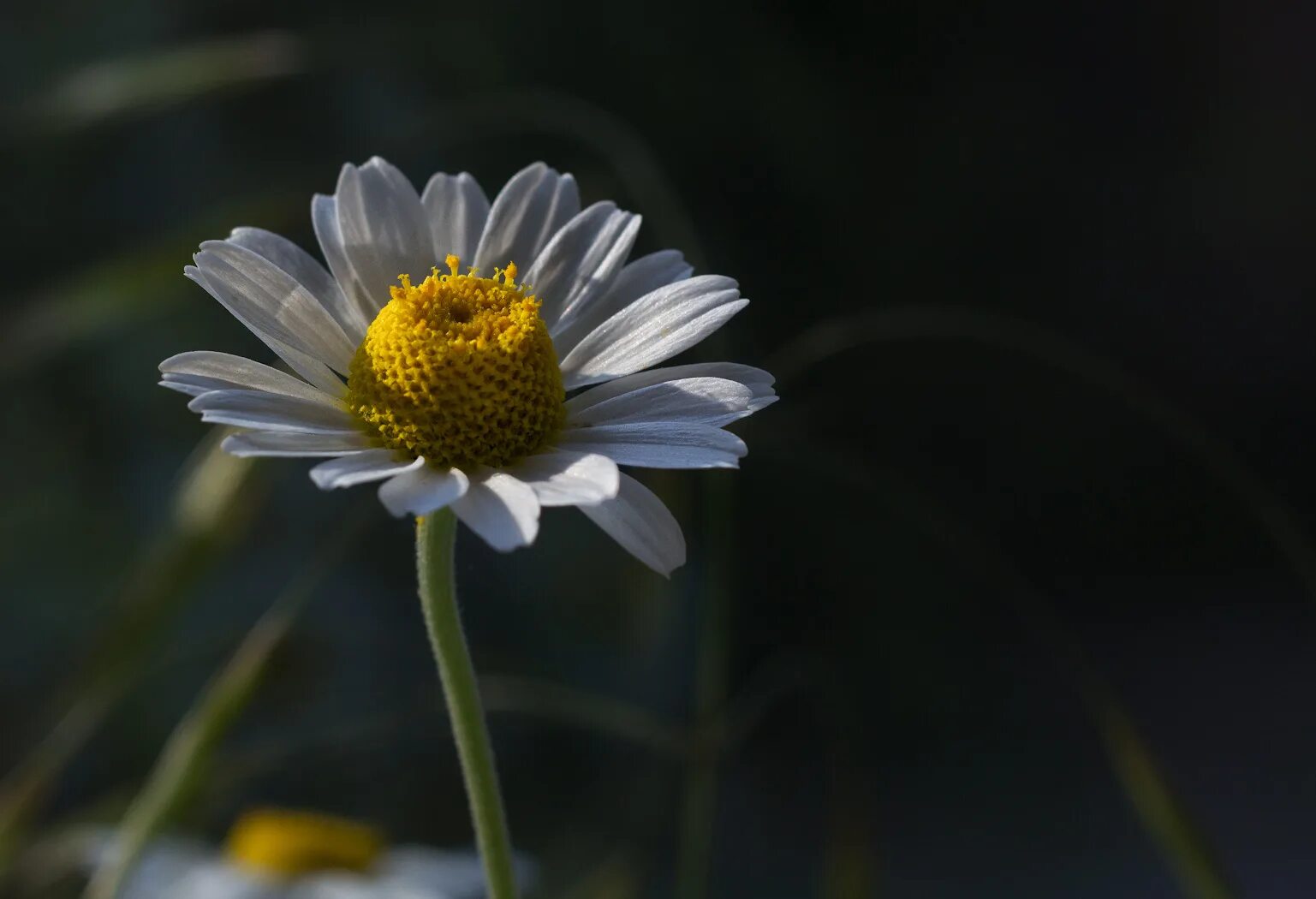Ромашка крепит. Ромашка непахучая. ромашка непахучая фото. ромашки низкий ракурс. ромашка заварка.