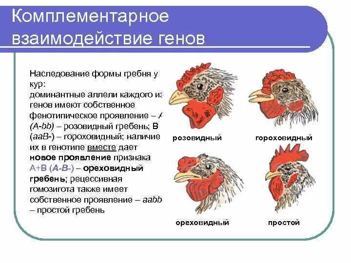 Форма гребня у кур. Наследование формы гребня у кур. Наследование формы гребня у петухов. Наследование формы гребня у кур комплементарное взаимодействие. Наследование формы гребня у кур генетическая.