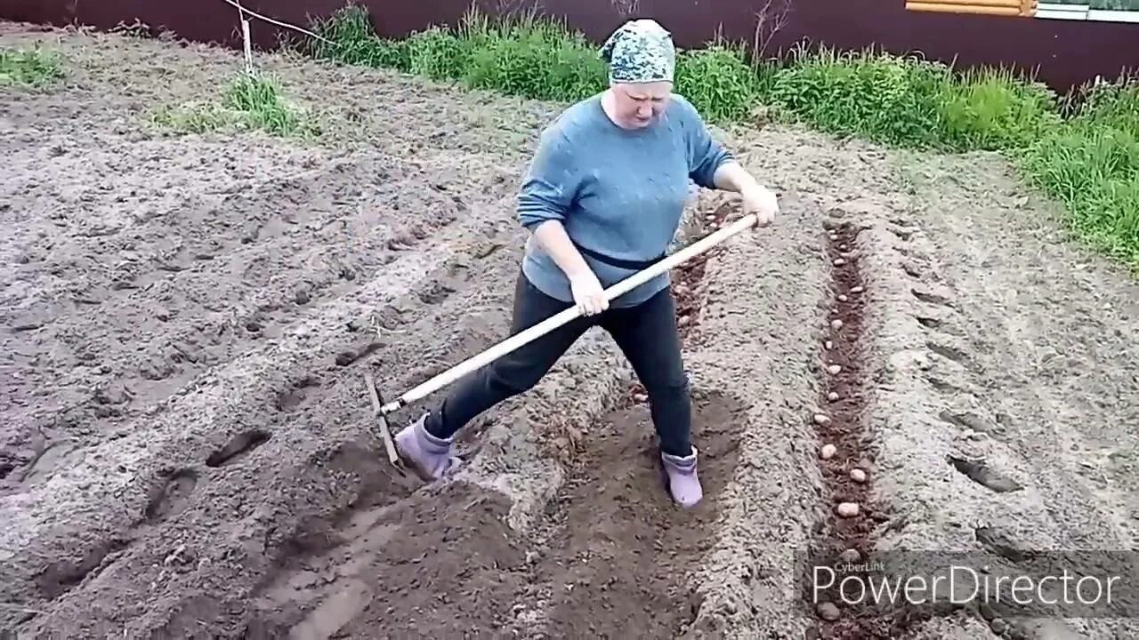 Посадка картофеля гребневым способом. Посадка картофеля в гребни. голландский метод посадки картофеля. посадка картошки в гребни. гребневая посадка картофеля.