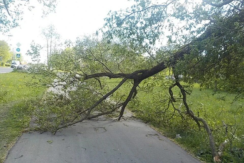 Поваленное дерево на дороге. Упавшее дерево в саду. Поваленные деревья у дороги. Ветки деревьев загораживают тротуар.