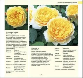 Розы остина названия сортов