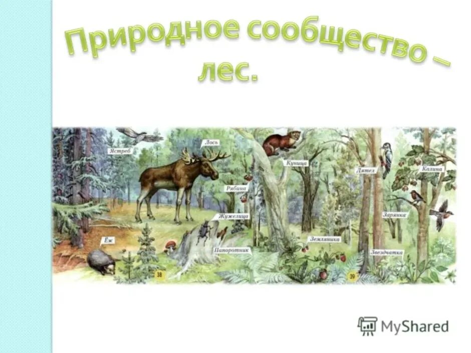 Доклад на тему природное сообщество. Природное сообщество лес. Природное сообщество KTC. Природное сообщество лес обитатели. Лиса природное сообщество.