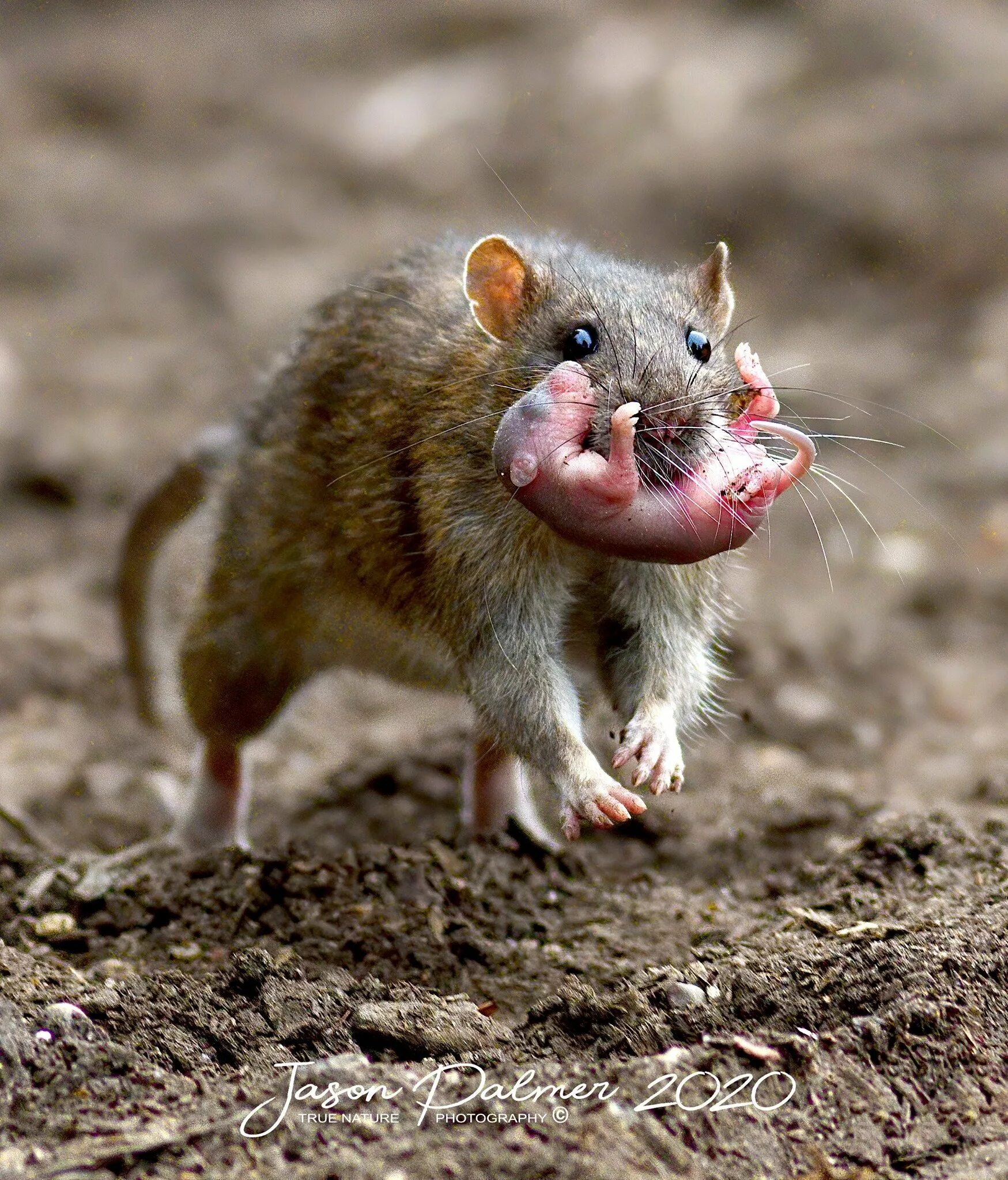 Interesting Facts About Rats To Keep As Pet - YouTube