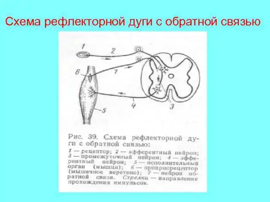 Схема рефлекторной дуги коленного рефлекса. Рефлекс и рефлекторная дуга физиология. Схема соматической рефлекторной дуги с обратной связью. Рефлекторная дуга рисунок физиология.