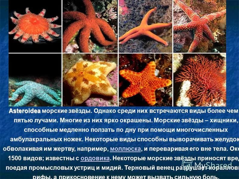 Морские звезды без. Asteroidea морские звёзды. Морская звезда на суше. Сколько живут морские звезды. Морская звезда живет в воде.