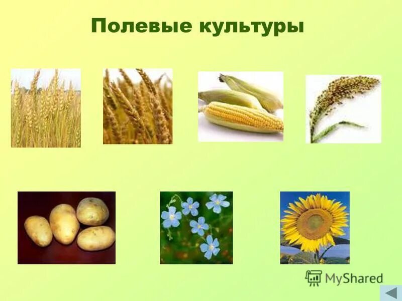 Выберите из списка культурные растения. Полевые культуры. Полевые культуры культурные растения. Полевые культуры зерновые. Полевые культуры технические культуры.