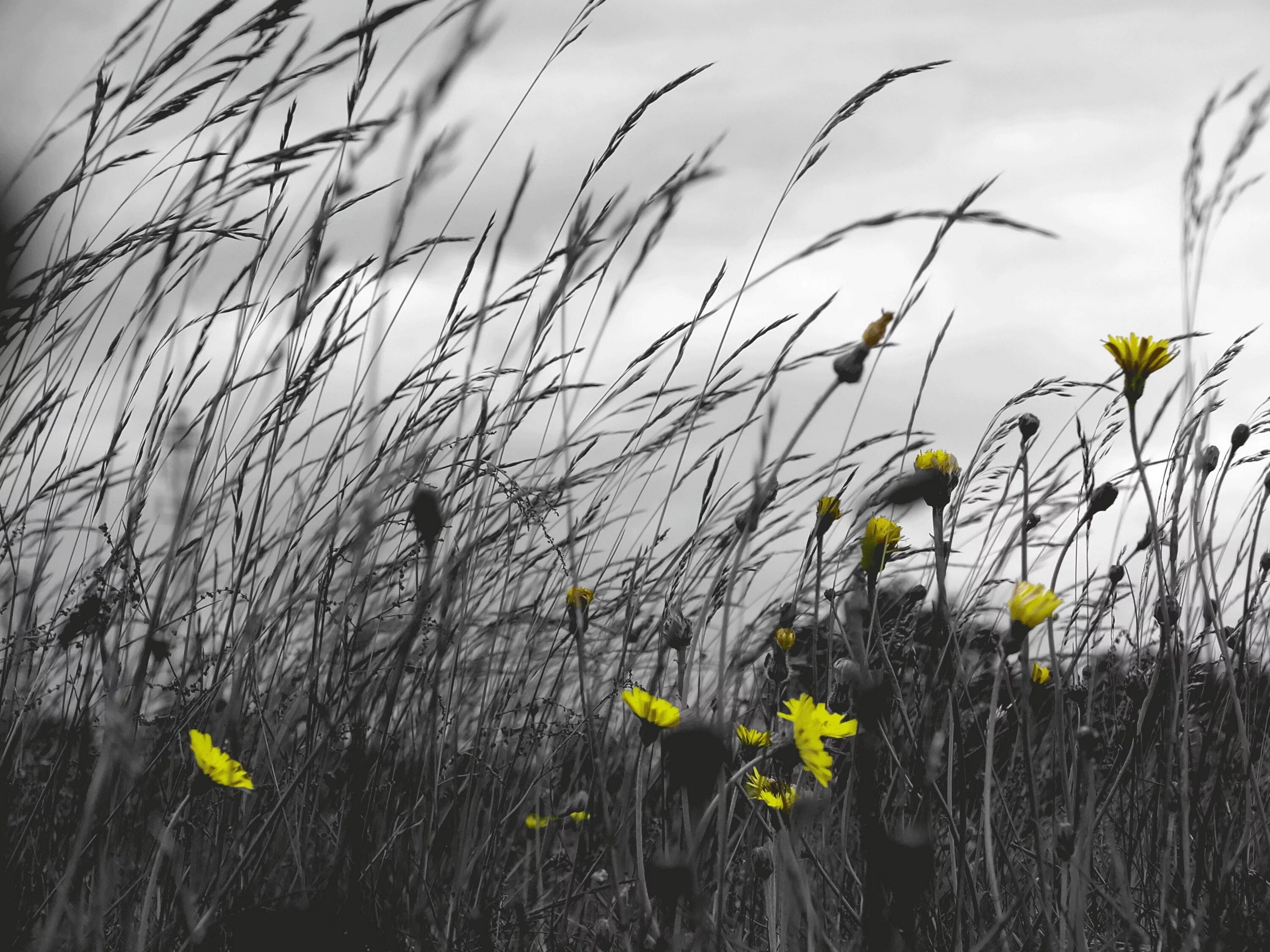 Spring wind