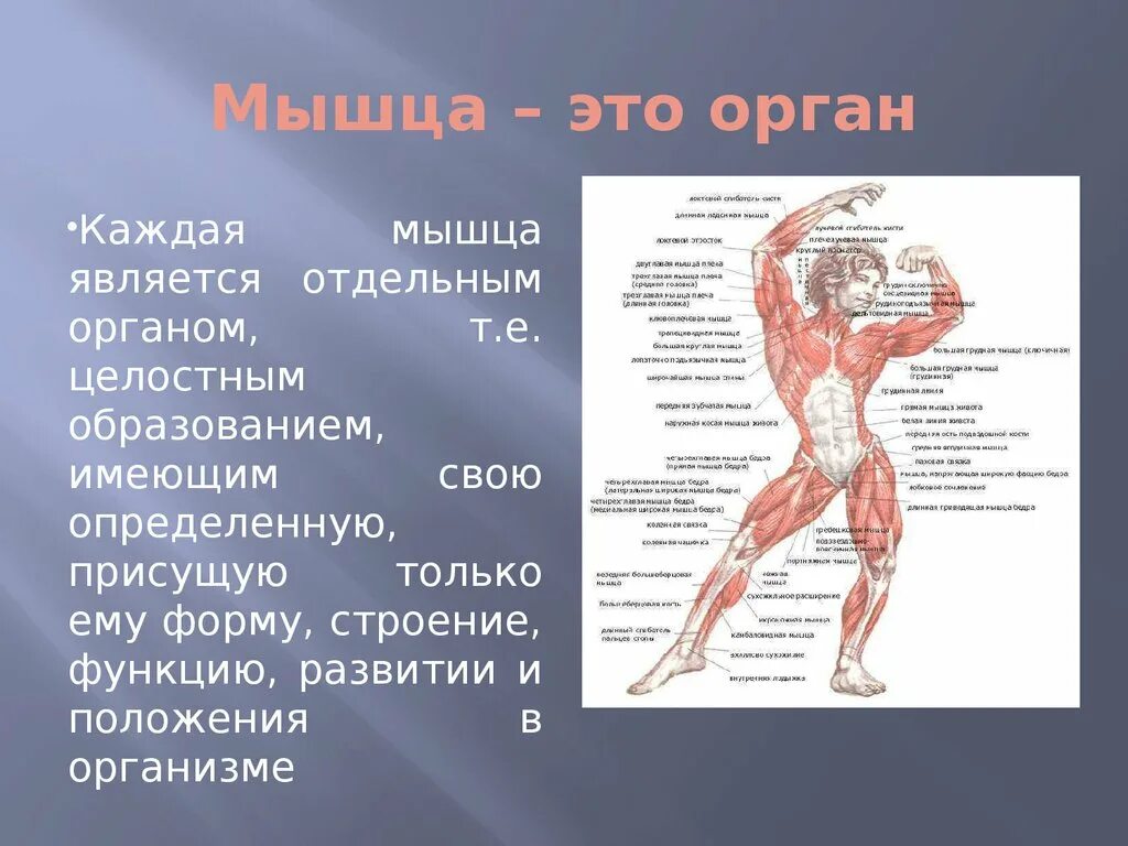 Органы мышечной системы. Органы и мышцы человека. Мышечная анатомия человека. Строение мышцы.