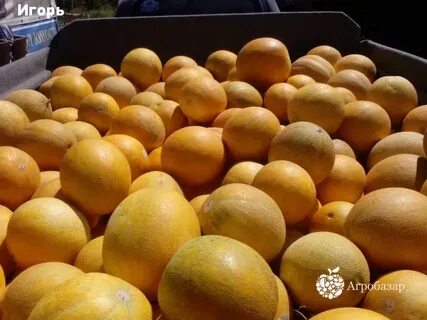 Продам дыню