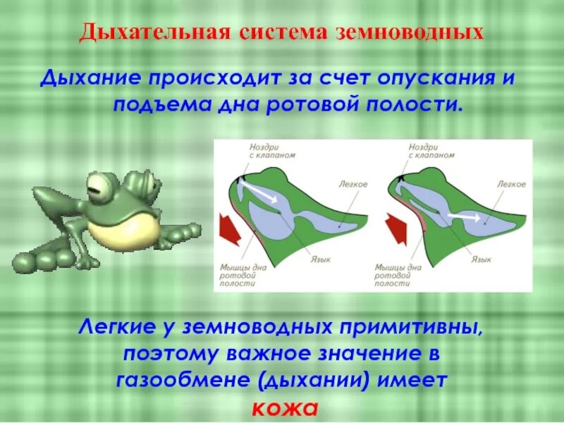 Функции дыхания у взрослых земноводных. Дыхательная система лягушки 7 класс. Строение органов дыхания земноводных. Системы органов дыхания у земноводных 7 класс. Дыхательная система земноводных 7 класс биология.