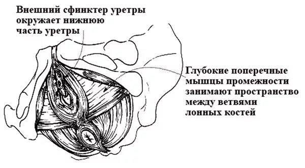 Копчиковая мышца анатомия. Луковично-губчатая мышца анатомия. Луковично-губчатая мышца тазового дна. Лобково копчиковая мышца анатомия. Лк мышца