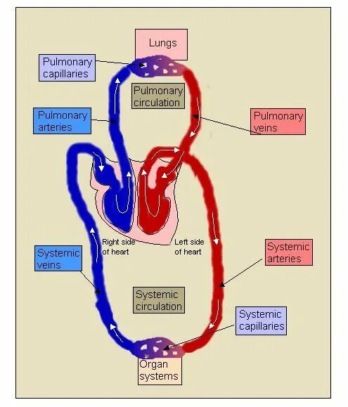 Been in circulation. Circles of blood circulation. blood circulation of the heart. circulatory circle of the lancet.