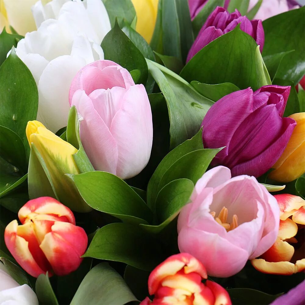 Цветные тюльпаны картинки. Букет тюльпанов. Букет разноцветных тюльпанов. Шикарный букет тюльпанов. Красивые яркие тюльпаны.