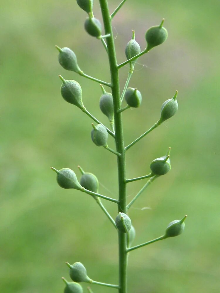 Рыжика посевного (Camelina Sativa),. Camelina microcarpa. Рыжик мелкоплодный Camelina microcarpa Andrz.. Камелина Рыжик посевной. Цветок рыжик