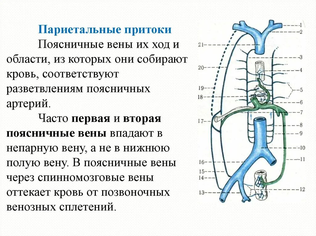 Нижняя полая вена образуется. Вены анатомия верхняя полая Вена. Нижняя полая Вена анатомия впадает. Нижняя полая Вена анатомия притоки. Нижняя верхняя полая Вена притоки.