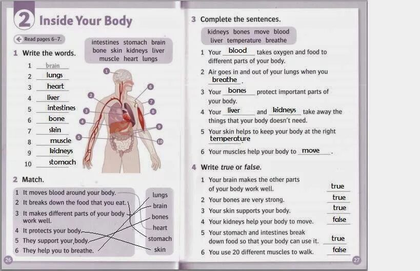 These are inside your. What makes your body parts move ответы. inside your body. your body. this moves blood around the body.