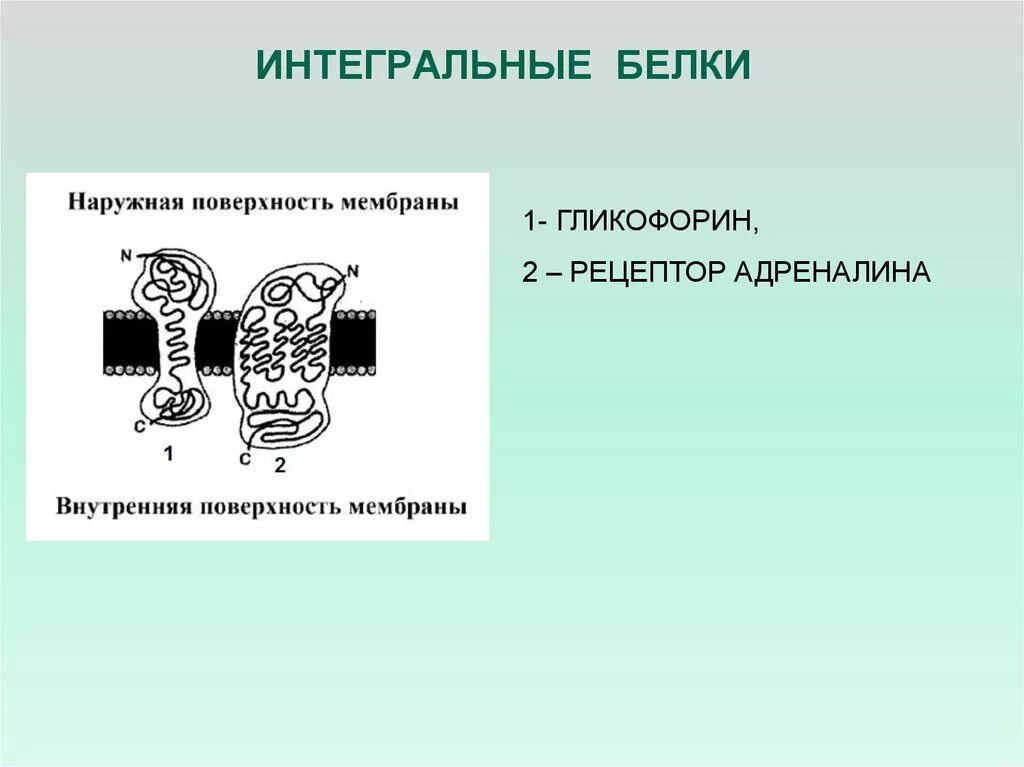 Интегральные белки какие. Интегральные мембранные белки функции. Интегральный белок клеточной мембраны функции. Интегральный белок функции в мембране. Функции интегральных мембранных белков.