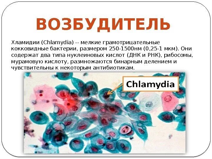 Хламидии это. Хламидии - возбудители урогенитальных инфекций. Хламидии форма инфекции. Хламидии микробиология заболевания. Хламидии форма бактерии.