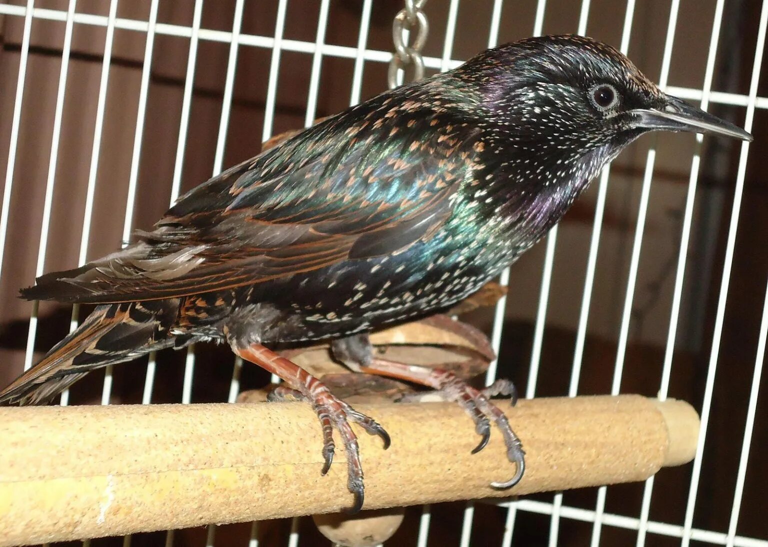 Птицы которые живут дома. European Starling птица. Скворец домашний. Скворец поет.