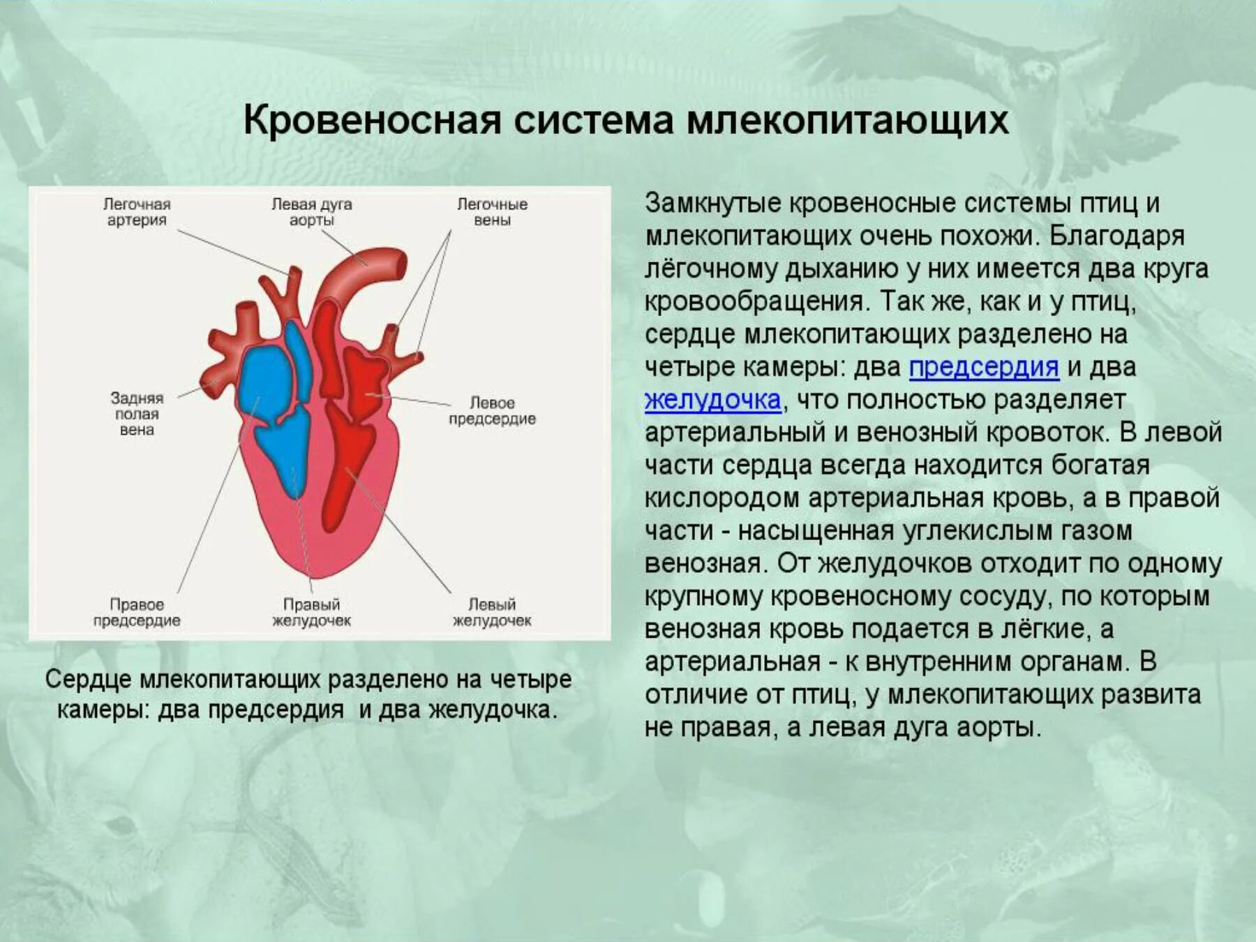 В легкие птиц поступает кровь. Состав кровеносной системы млекопитающих. Особенности строения органов кровообращения у млекопитающих. Кровеносная система предсердие желудочек. Схема строения сердца и кровеносной системы млекопитающих.