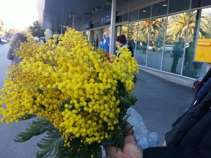 Мимоза в Абхазии. Мимоза цветок Абхазия. Мимоза в Стамбуле. Букет мимозы Абхазия.