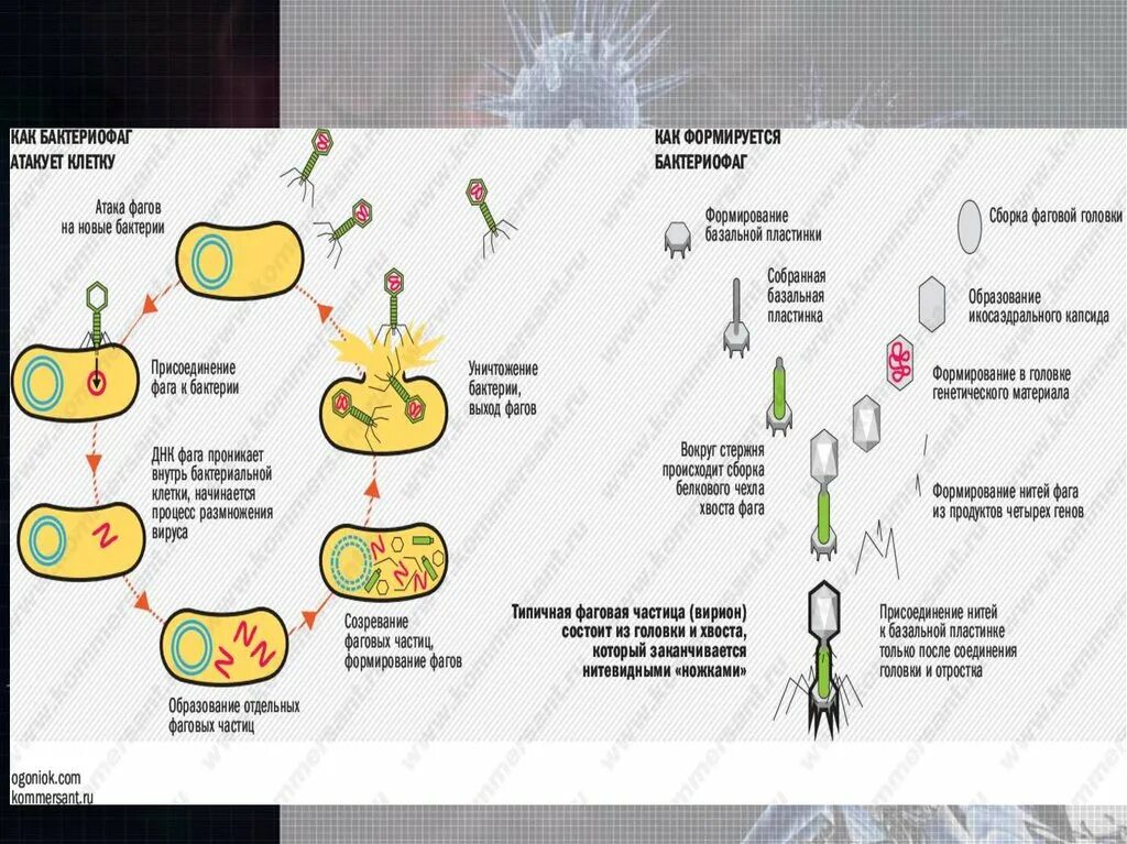 Жизненный цикл бактериофага схема. Бактериофаг строение и размножение. Строение и жизненный цикл бактериофага. Жизненный цикл бактерий. Наследственный аппарат вируса формы жизни бактериофаги