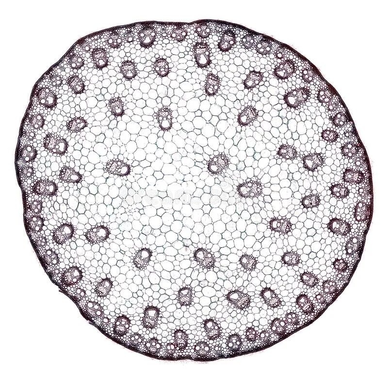 Срез стебля травянистого растения под микроскопом Pin on Biology Atlas Textures patterns, Photographic print, High quality art pri
