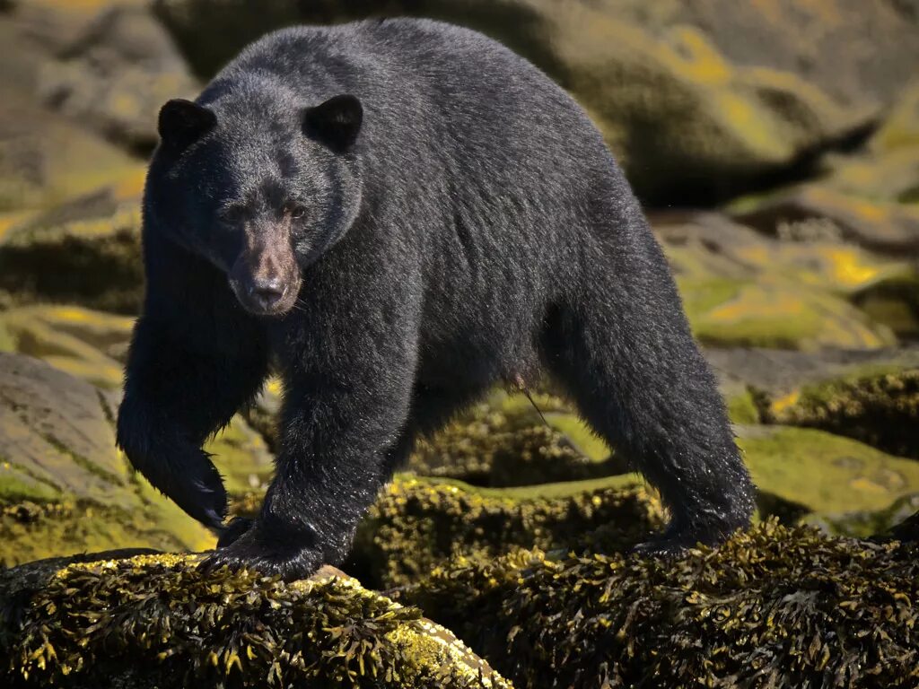 Какие животные встречаются в северной америке. Северная Америка медведь Гризли. Гризли североамериканский бурый медведь. Медведь Гризли черный. Дикие животные Северная Америка черный медведь Гризли.