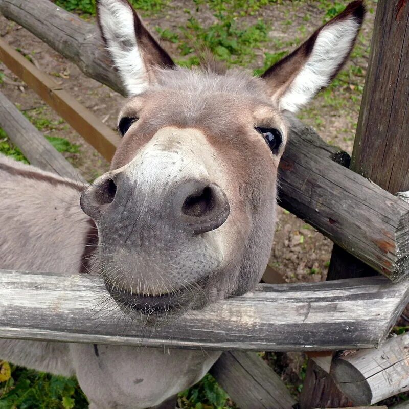 Два осла. Красивые собаки. Африканские сурикаты. Карикатуры на зверей. Осел.