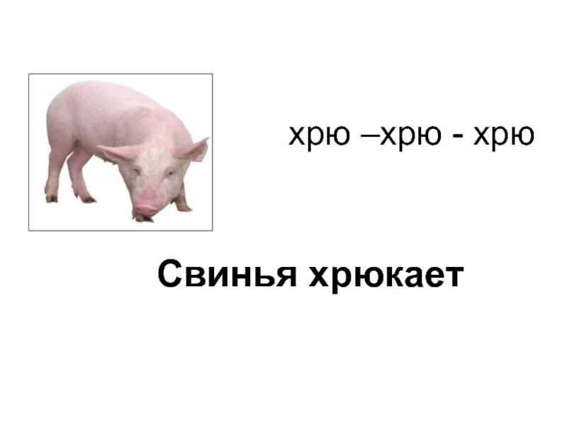 Свинка хрю хрю. Хрю хрю. Свинья хрю хрю. Свинья хрюкает хрю. Хрю хрю хрю хрю хрю хрю хрю хрю хрю хрю хрю.