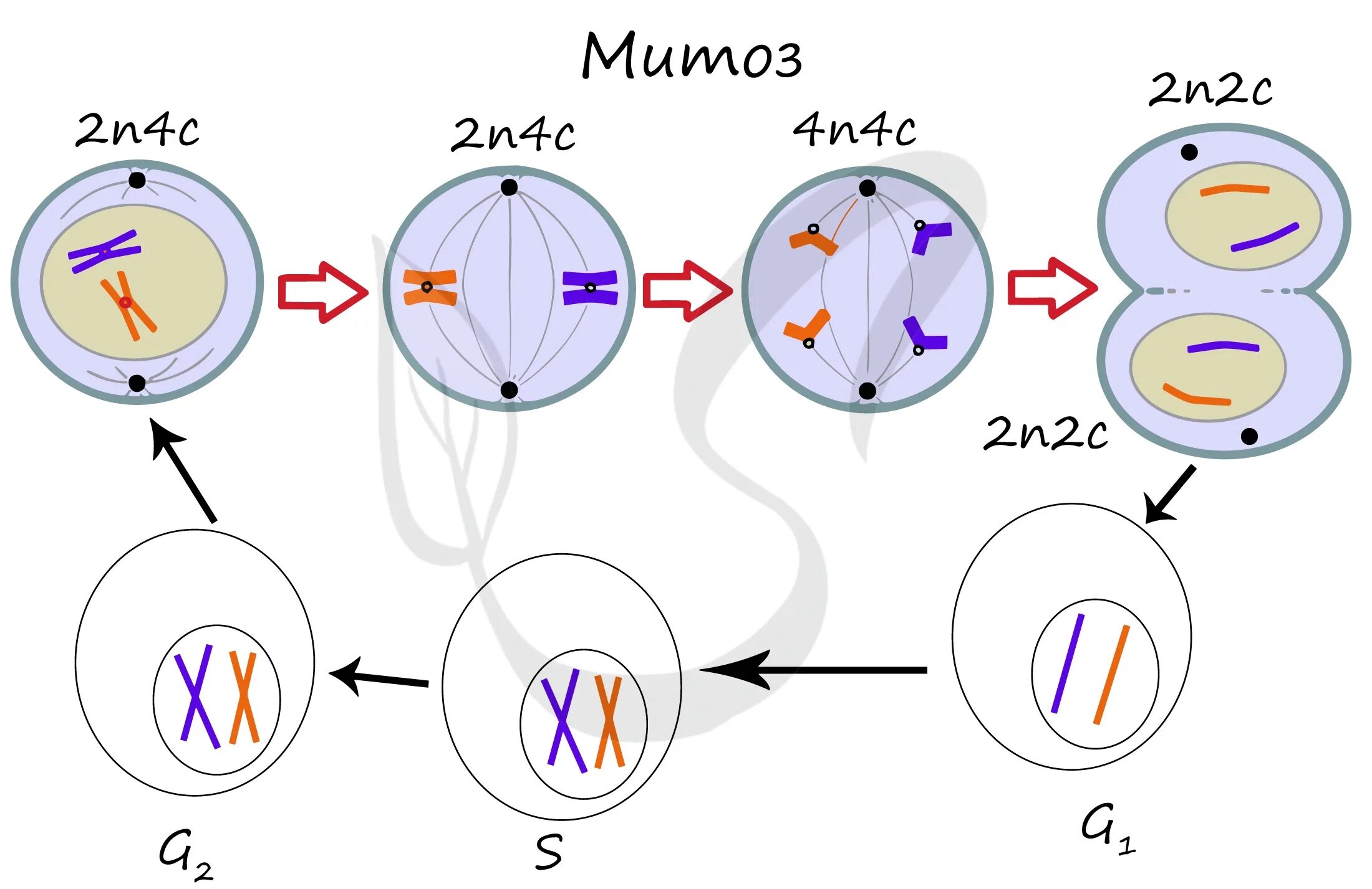 Набор хромосом и днк клетки 2n2c. Схема митоза 2n. Схема мейоза для клетки с хромосомным набором 2n 6. Фазы митоза 2n2c. Митоз схема 2n2c.