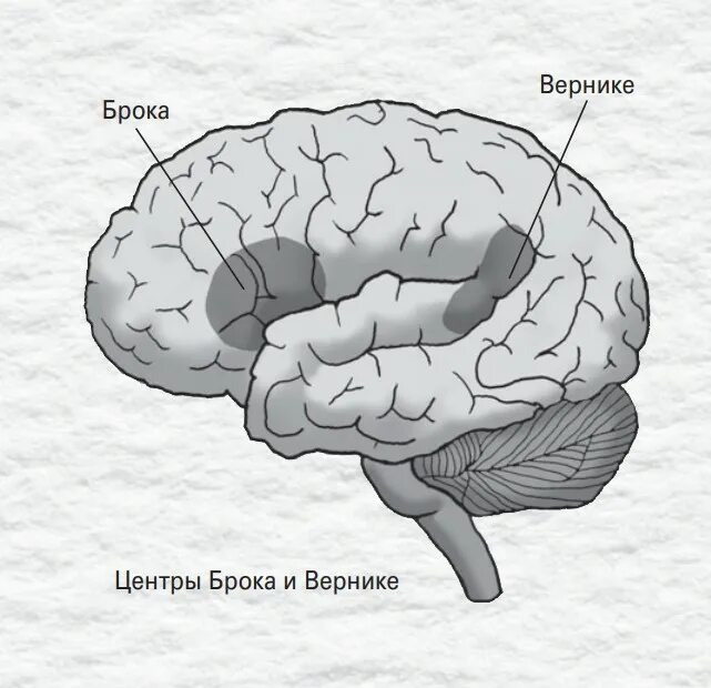 Зона верникеке и Брока. Центры речи Брока и Вернике. Вернике в головном мозге. Мозг центр Брока и Вернике. Поль брока