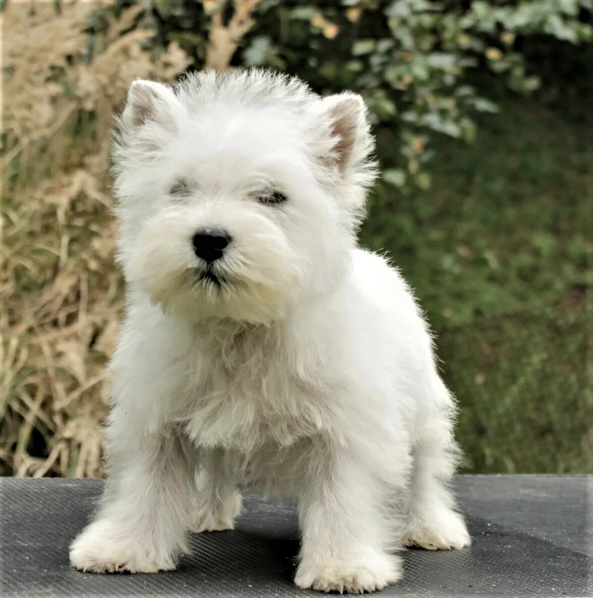 щенок вест хайленд уайт. вестхайлендвайттерьер. вестхайленд вайт терьер. щенок вест хайленд уайт. вест хайленд терьер.