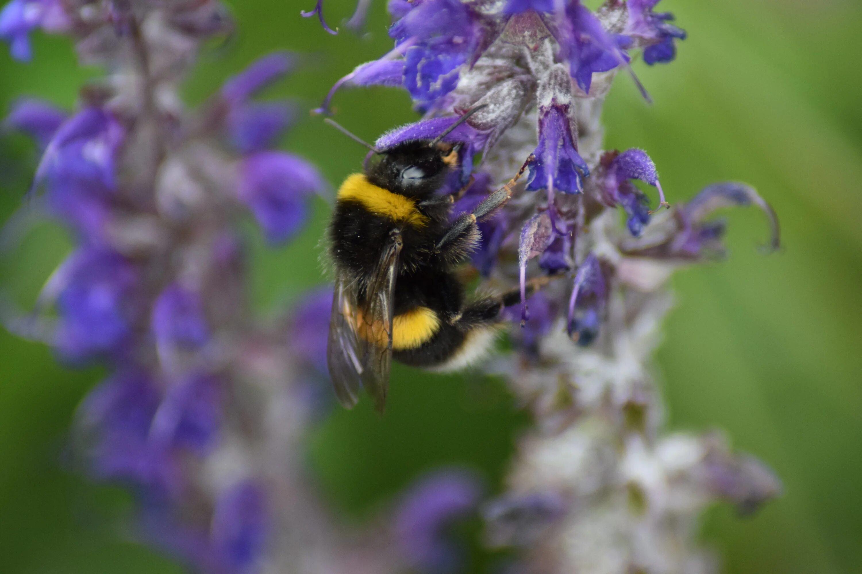 Шмель Bombus arisi. Bombus soroensis насекомое. Шмель Млокосевича (Bombus mlokosiewitzii),. Земляной Шмель. Жигулевское опылители