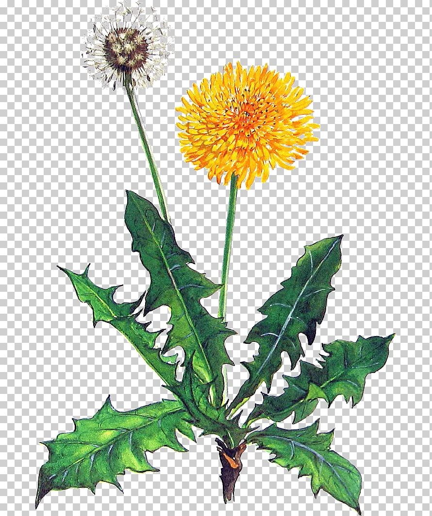 Taraxacum officinale иллюстрация. Taraxacum officinale ботаника. Одуванчик лекарственный стебель. Одуванчик лекарственный биология. Цветок одуванчика лекарственного