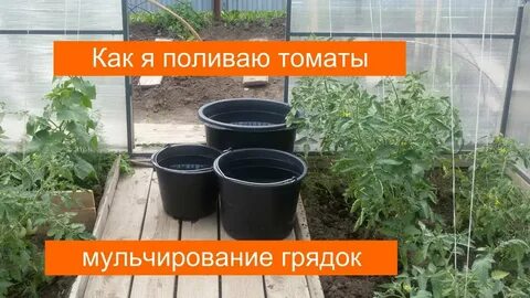 Когда прекращать полив томатов