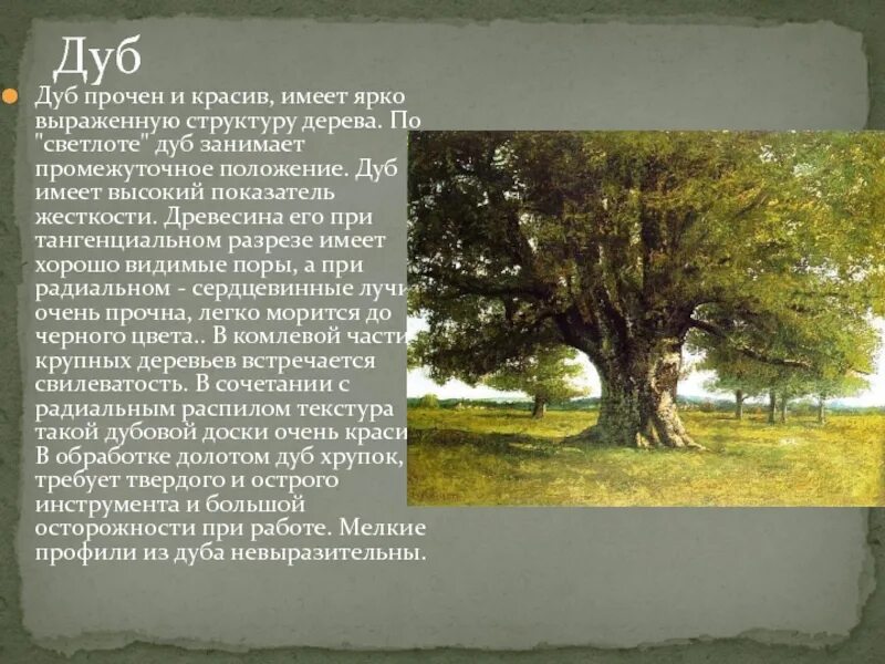 Описание дуба. Дуб дерево описание. Описать дуб. Сообщение о дубе. Дуб текст описание