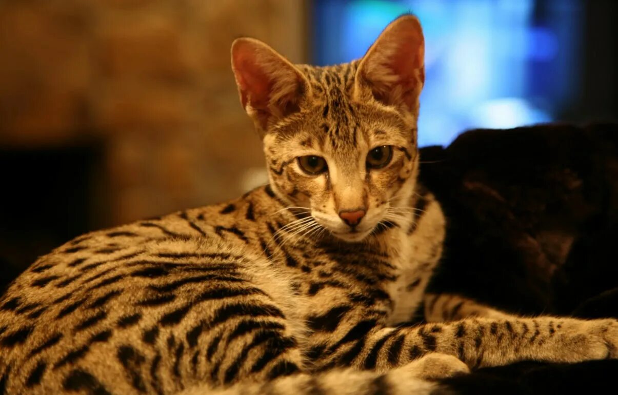 сенегал кот. сервал саванна. кошка саванна и сервал. африканская дикая кошка сервал. сервал серенгети.