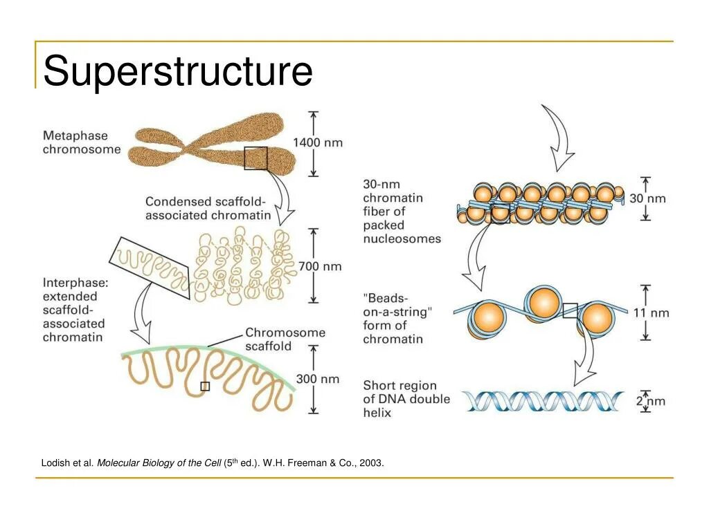 Уровни упаковки ДНК В хромосоме. Суперскрученность ДНК. Суперспирализация ДНК. Скаффолд хромосомы.