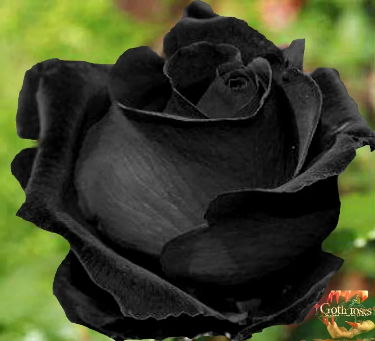 Саженцы черных роз.