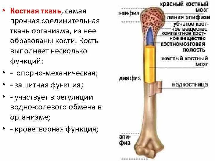 Структурная единица кости