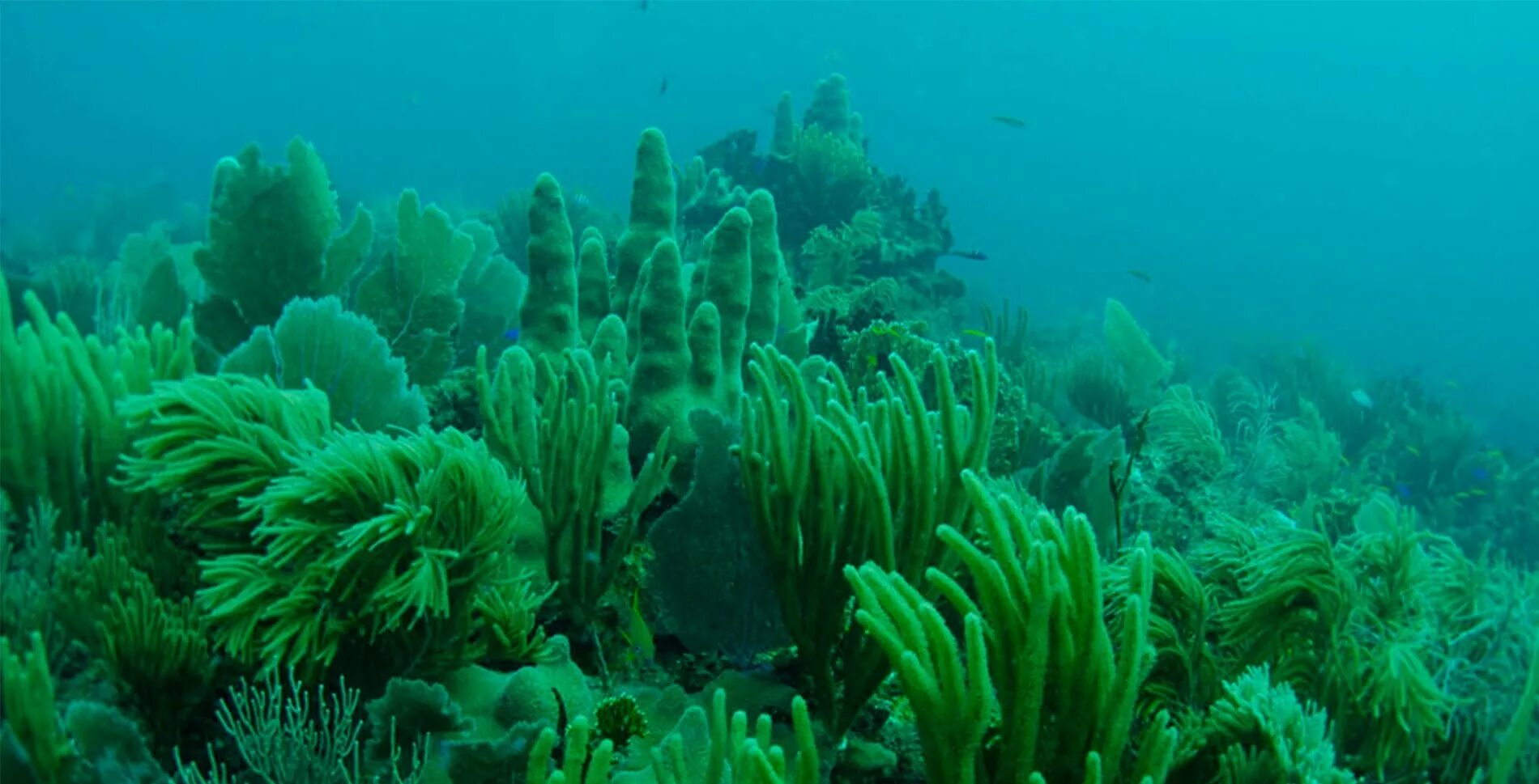 Водоросли. Растения морей и океанов. Растения в море. Морские цветы.