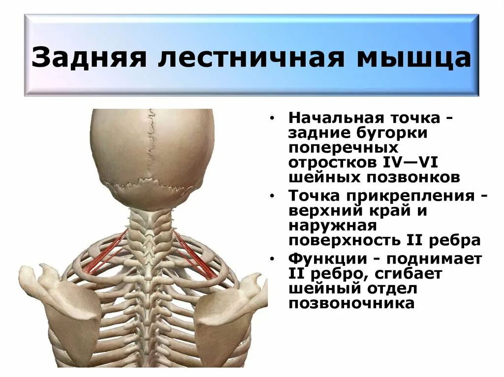 Задняя лестничная мышца шеи функции. Задняя лестничная мышца шеи анатомия. Передняя лестничная мышца функции. Задняя лестничная мышца прикрепляется к.