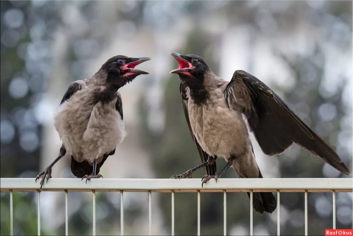 Голоса птиц ворон. Две вороны. Двух ворон. Вороны. Отряд врановые представители.