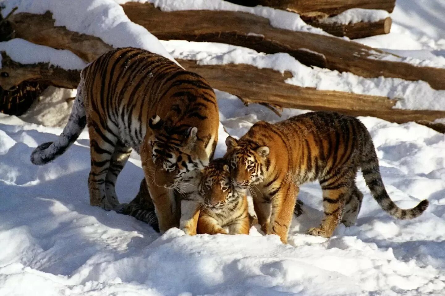 Уссурийский (Амурский) тигр Уссурийский (Амурский) тигр. Уссурийский тигр. Амурский тигр самка. Амурский тигр тигры.