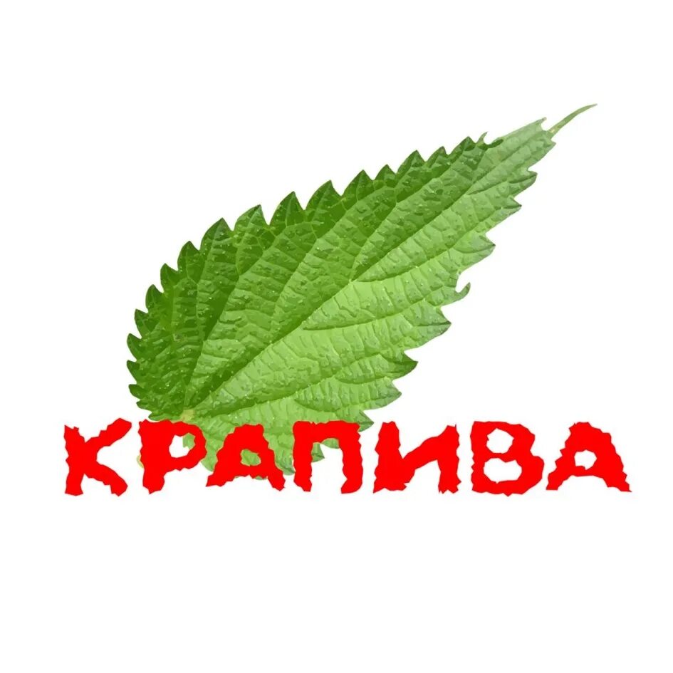 Крапива с надписью. Крапива логотип. Крапива с подписью. Крапива для дошкольников.