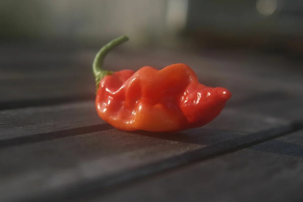 Перец Datil. Capsicum chinense Сковилл. Capsicum chinense ‘Dátil’ сорта перца. Тилларанг (St) перец.