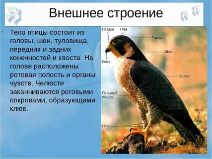 Внутреннее строение класса птиц